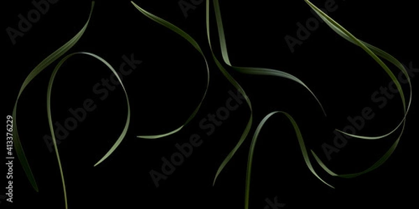 Obraz Decorative grass leaves on the black background