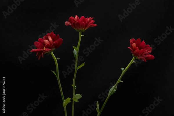Obraz Beautiful red flower in front of the black background, set
