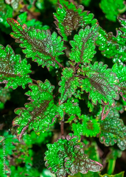 Fototapeta fresh green leaf background with a hint of brown
