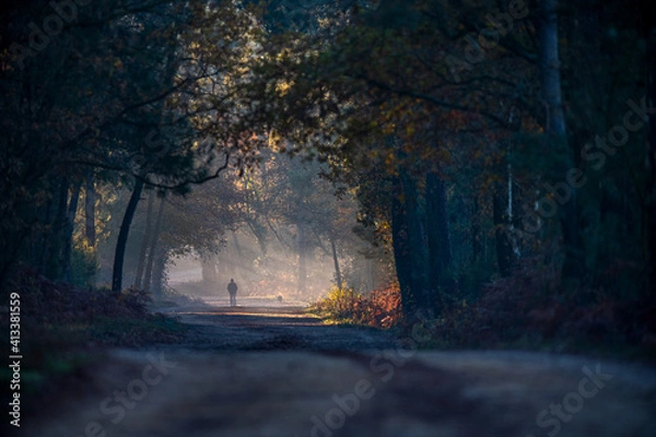 Obraz promenade en foret