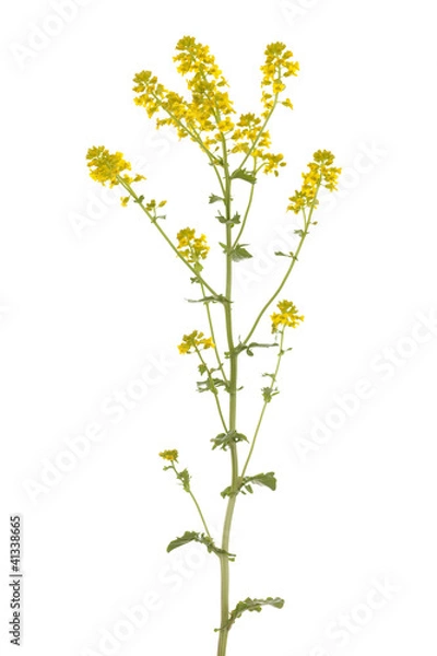 Obraz Barbarea vulgaris