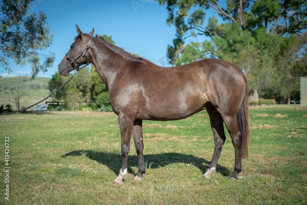 Obraz horse in the field