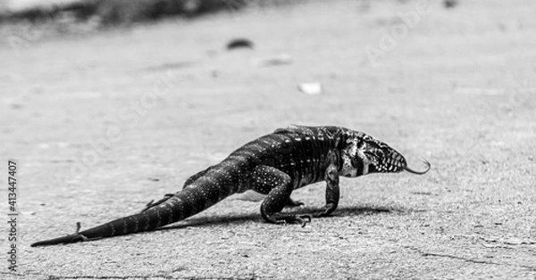 Fototapeta lizard on the rock