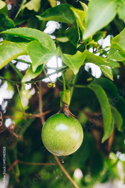 Fototapeta Closeup of a lone passion fruit in portrait orientation. Selective focus. Copy space.