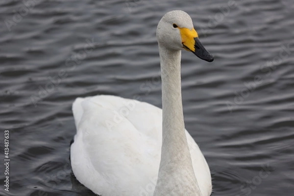 Fototapeta 湖を進む一羽の大白鳥