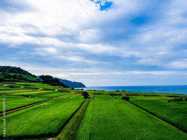 Fototapeta Paddy field