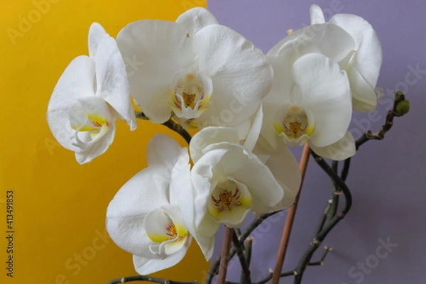 Obraz White orchid
