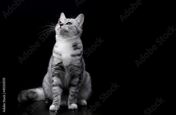 Fototapeta 아메리칸쇼트헤어 고양이의 앉아있는 모습