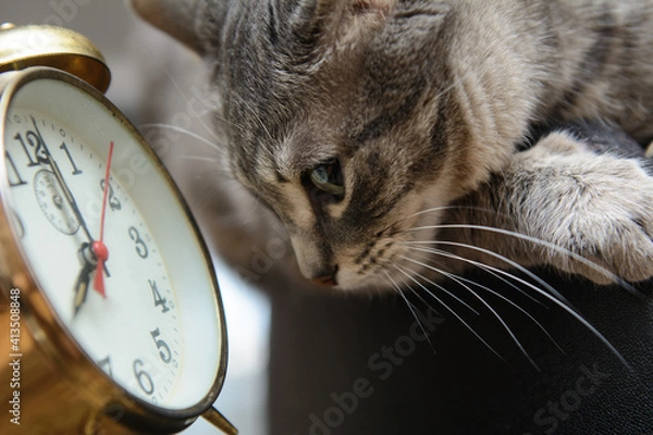 Fototapeta The cat looks at the dial of a vintage alarm clock. The concept is to Wake up on time