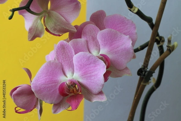 Obraz pink orchid