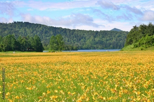 Obraz 尾瀬大江湿原のニッコウキスゲ