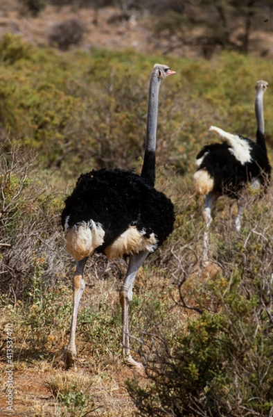 Fototapeta Autruche somalienne, Autruche de Somalie, mâle,.Struthio molybdophanes,  Somali Ostrich, Parc national de Samburu, Kenya