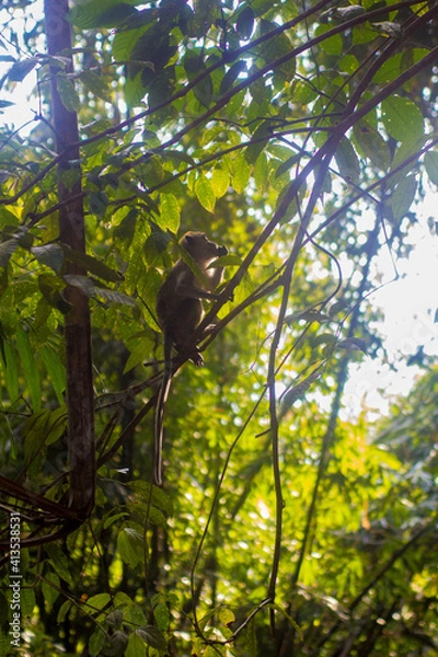 Fototapeta monkey in the tree