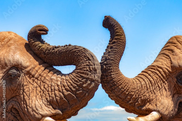Fototapeta Two Elephant trunks in South Afrika.