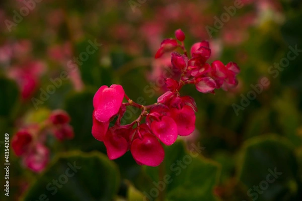 Obraz Flowers Garden