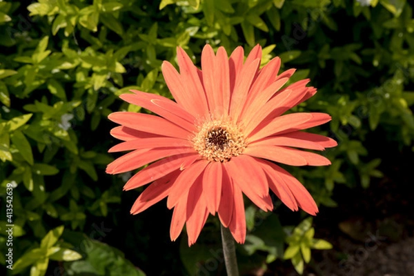 Obraz Flowers Garden