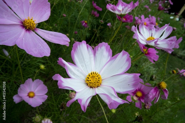 Obraz Flowers Garden