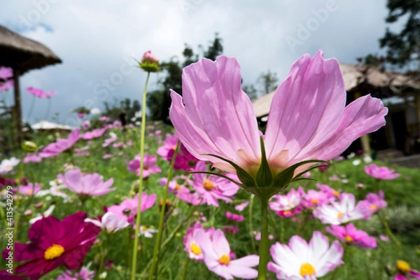 Obraz Flowers Garden