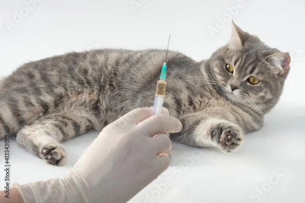 Obraz A hand in medical gloves holds a syringe. Out of focus. The gray tabby cat lies and looks at the syringe. Vaccination of pets. Caring for the health of pets. Soft focus. Horizontal photo,
