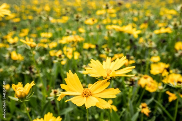 Obraz Flowers Garden
