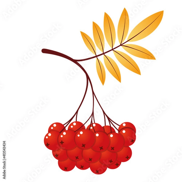 Obraz Rowan tree branch with leaves and berries. Vector illustration isolated on white background. Mountain ash summer design. Gradient fill. Bunch of mountain ash