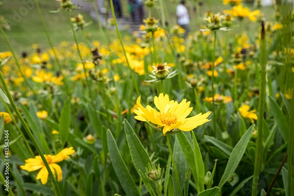 Obraz Flowers Garden