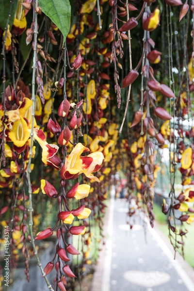 Obraz Flowers Garden