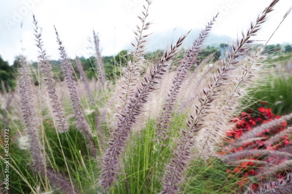 Obraz Flowers Garden