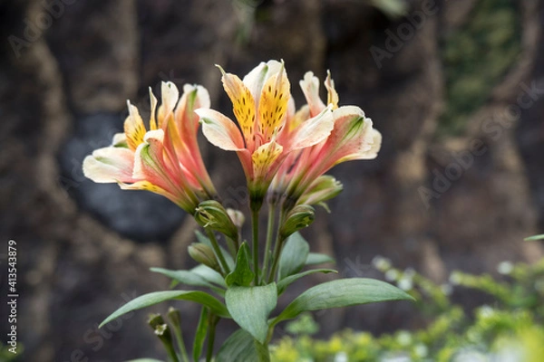 Obraz Flowers Garden