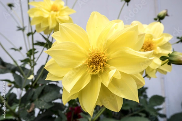 Obraz Flowers Garden