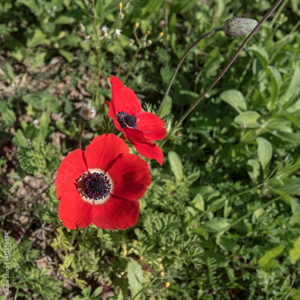 Fototapeta View of red Anemone flowers [Kalaniot in Hebrew] meadow near Eitan settlement, near the town of Kiryat-Gat, in Northern Negev region, Israel.