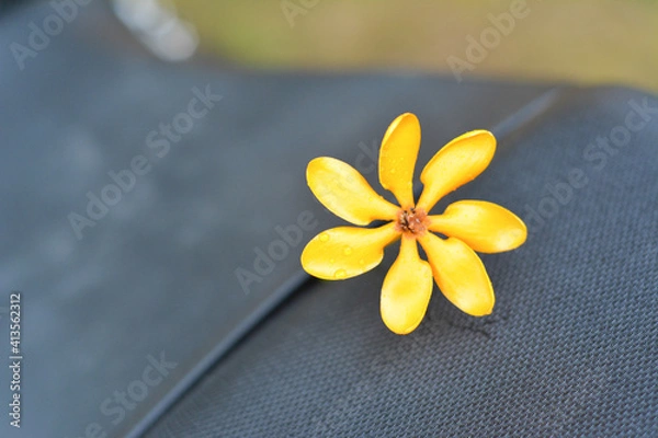 Fototapeta frangipani flower on wooden background