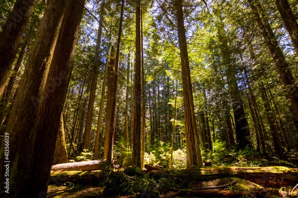 Obraz sun rays in the forest