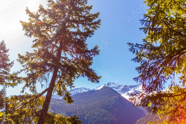 Fototapeta pine tree in the mountains