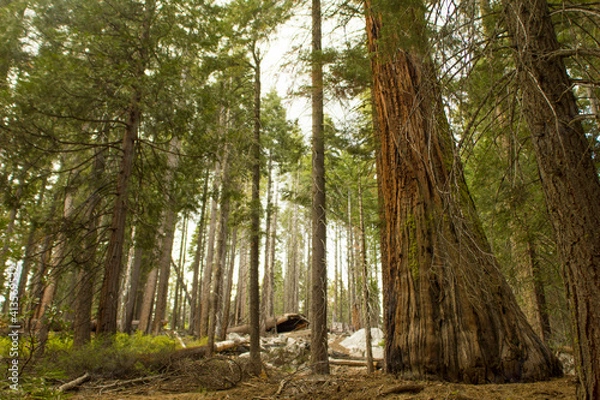 Fototapeta Sequoias in Yosemite.