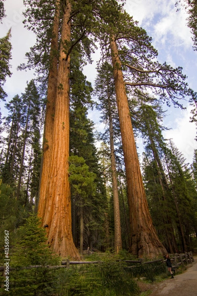 Fototapeta Sequoias in Yosemite.