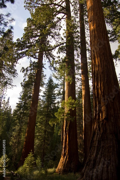 Fototapeta Sequoias in Yosemite.