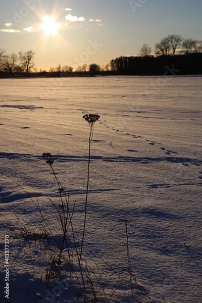 Obraz pflanze am winterlichen Wegesrand