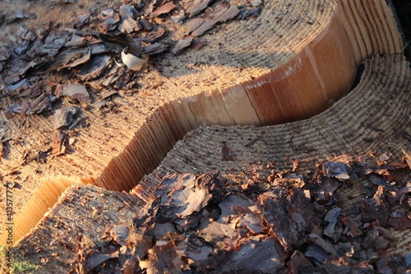 Obraz Gespaltenes Holz Fällarbeiten