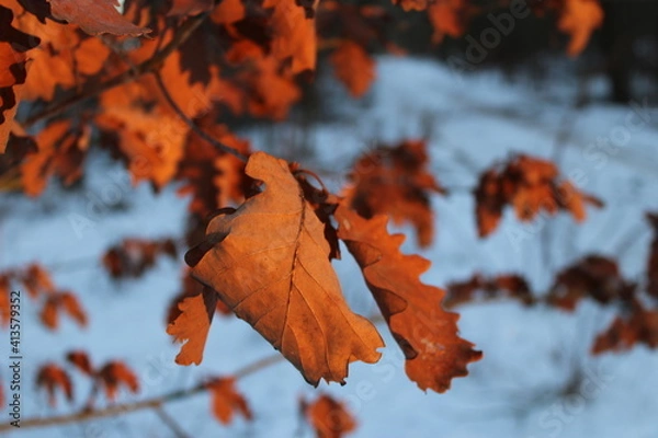 Obraz Laub Eiche Quercus im Winter