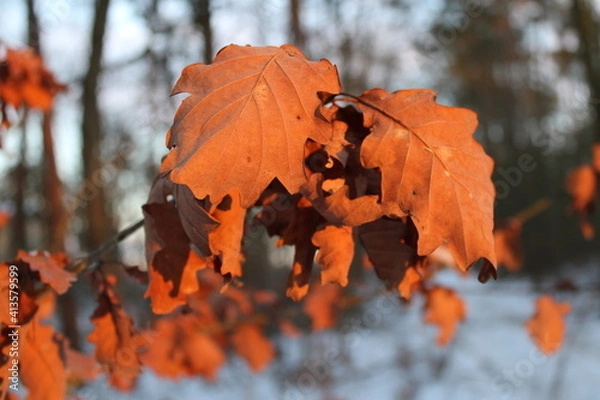 Obraz Eiche Laub im Winter Quercus