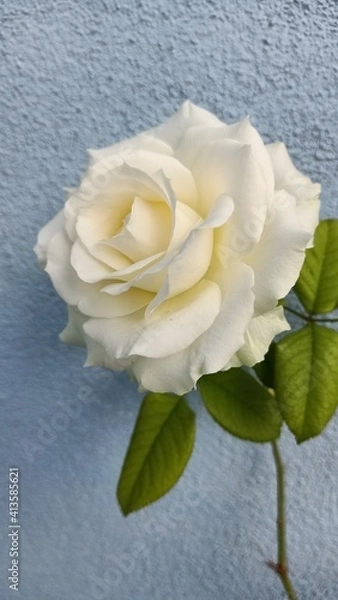 Obraz single white rose
