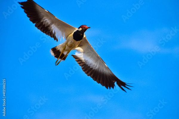 Obraz bird in the sky