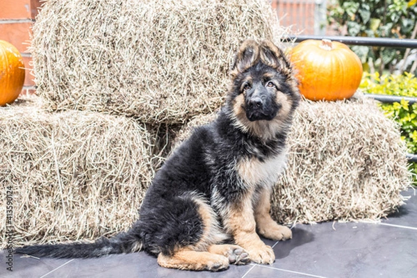 Obraz german shepherd baby