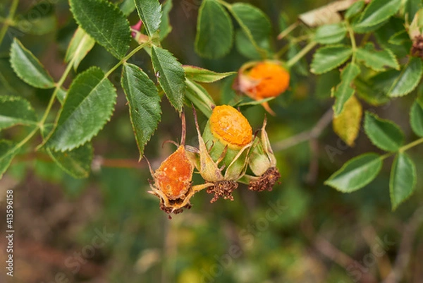 Fototapeta Rust fungus 