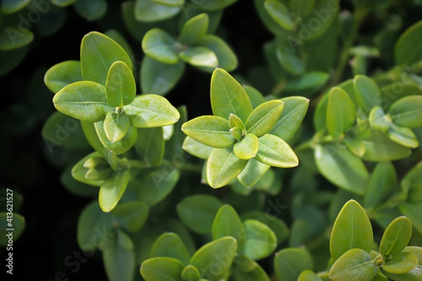 Fototapeta Macro of mountain boxwood on a dark background