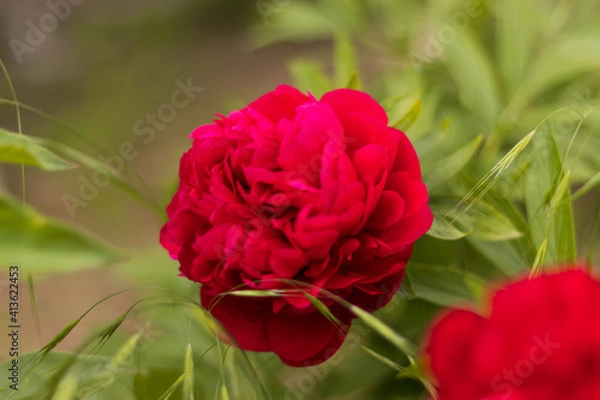 Obraz beautiful red rose