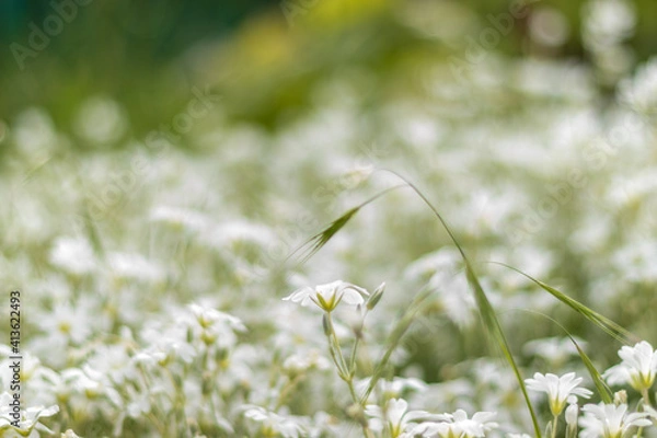 Obraz field of daisies
