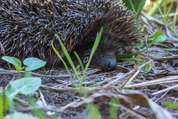 Obraz hedgehog in the grass