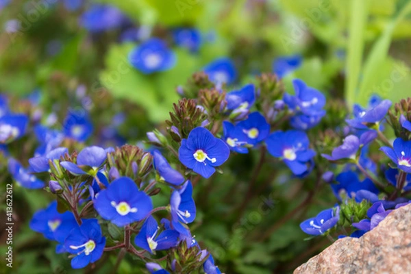 Obraz forget-me-nots